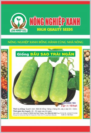 giống bầu sao trái ngắn